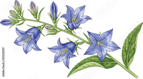 Blue flowers. Watercolor forget me not flowers botanical illustration isolated floral. Hand painted blossom flax flowers