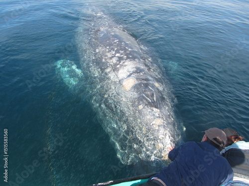 A person tries to pet the head of a gray whale in the water