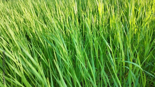 Tall green grass moving in the wind 