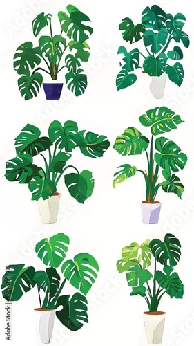 Vibrant Monstera Illustration: Decorative Botanical Art for Indoor Garden Decor with Leafy Foliage