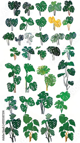 Lush Monstera Leaves Illustration for Green Botanical Art Prints and Home Decor