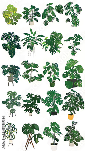 Modern Indoor Gardening Delight: A Botanical Haven with Lush Tropical Greenery of Monstera and Varied Houseplants for Plant Lovers
