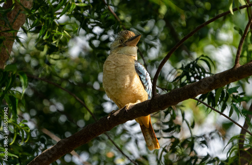 Blue-winged kookaburra in tree