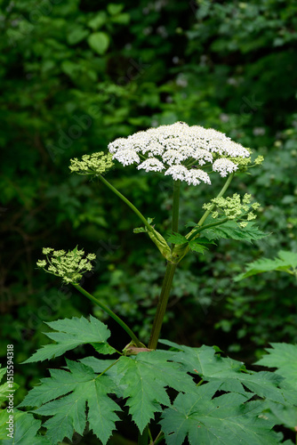 White flower of Giant Hogweed plant blooming in the woods by Wahkeena Falls in the Columbia River Gorge, Oregon, toxic plant the burns anyone who touches it
 photo