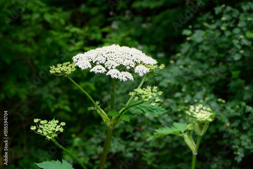 White flower of Giant Hogweed plant blooming in the woods by Wahkeena Falls in the Columbia River Gorge, Oregon, toxic plant the burns anyone who touches it
 photo