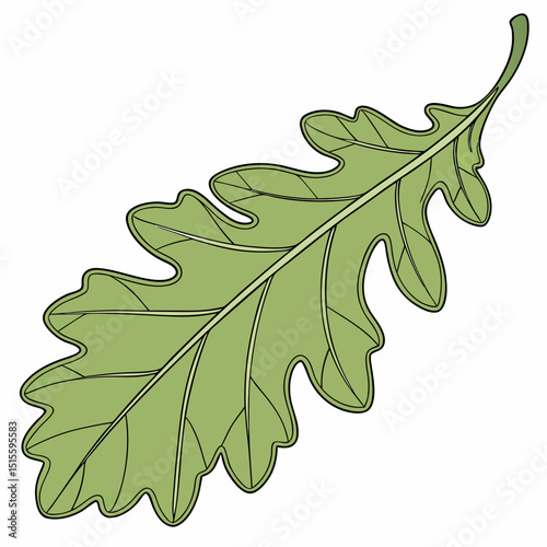 Single green oak leaf illustration nature botany