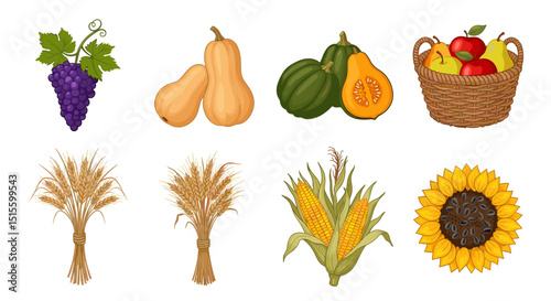 Illustration of autumn harvest crops including grapes, squashes, wheat, corn, sunflower and fruits in basket