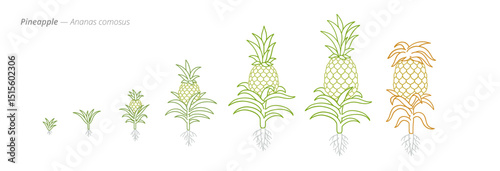 Pineapple Growth Stages Vector for Agribusiness and Crop Management