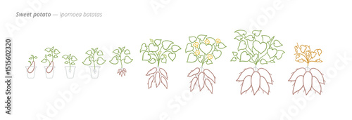 Sweet Potato Growth Stages Vector for Agribusiness and Crop Planning