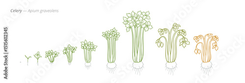 Celery Growth Stages Vector for Agribusiness and Crop Management