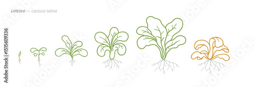 Lettuce Growth Stages for Agriculture and Crop Treatment