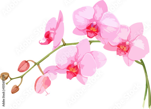 Beautiful pink tropical orchid flower blossom isolated on white background
