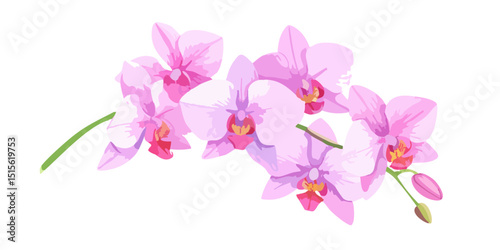 Beautiful pink tropical orchid flower blossom isolated on white background