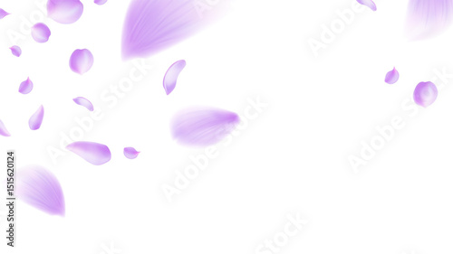Rose and Purple petals  flying petals, romantic background with realistic pink cherry flower petals flow or falling motion
