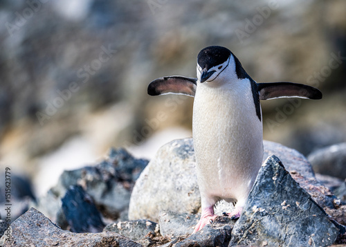 Chinstrap Penguins photography in Hope Bay Antarctica