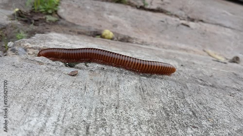 millipede walking motion capture