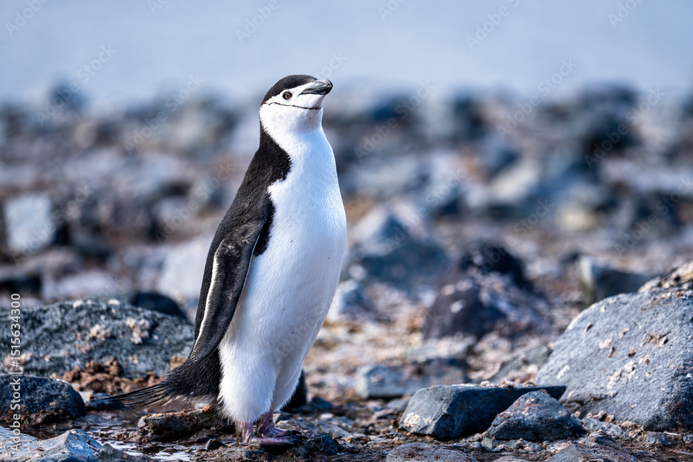 Naklejka premium Chinstrap Penguins photography in Hope Bay Antarctica