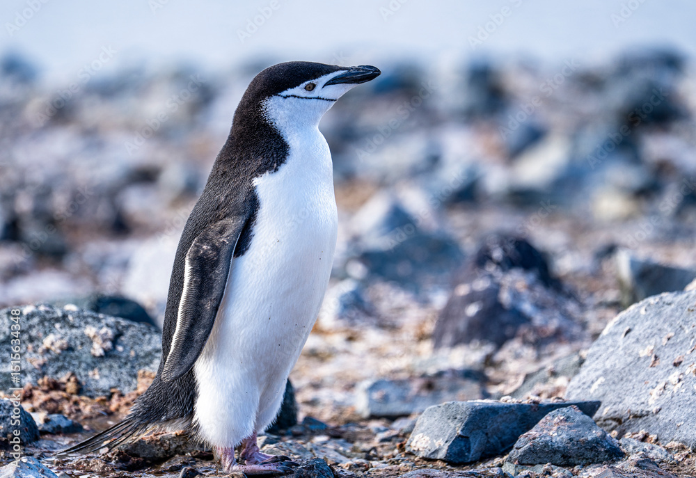 Naklejka premium Chin strap Penguin photography in antarctica.