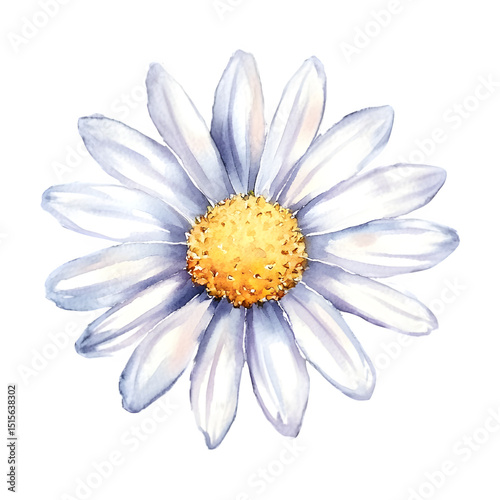Delicate daisy bloom, white petals with yellow center, realistic watercolor style, transparent background, PNG format