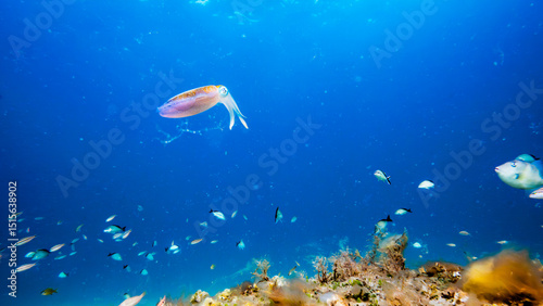 Fototapeta Naklejka Na Ścianę i Meble -  cuttlefish swimming in ocean with coral reef