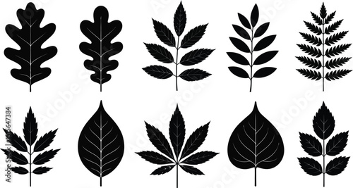 Minimalist black and white leaf silhouettes of oak, maple, and fern in line art vector illustration.










