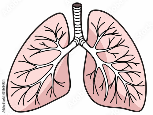 Detailed Human Lungs Respiratory System Illustration

