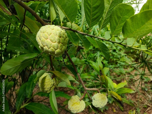 custard apple fruit