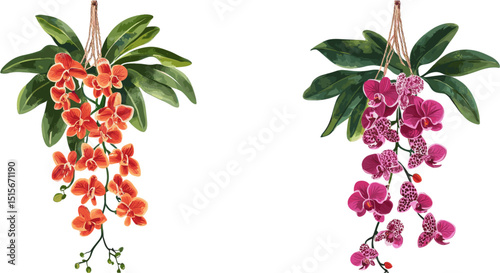 Hanging orchid flower with stem and leaves. Cutout illustration with clipping path for decoration
