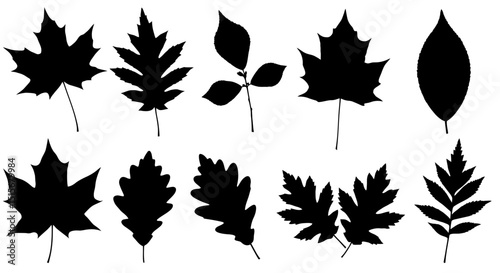 Collection of Leaf Silhouettes – Vector Black Leaf Icons Set