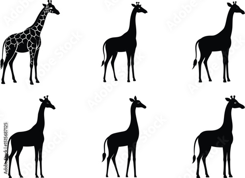 Set of Girafe Silhouette Vector Illustration Design