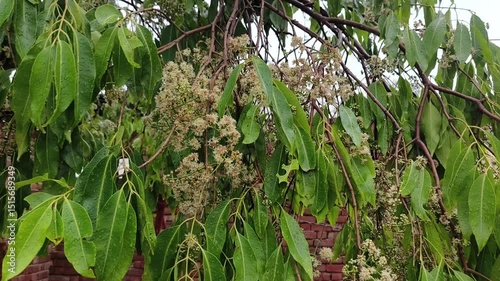 Black plum tree in rain. Black plum also known as Indian blackberry or Java plum. photo