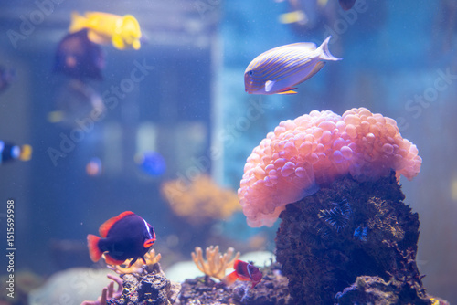 Fototapeta Naklejka Na Ścianę i Meble -  Colorful tropical coral reef filled with various fish swimming in underwater environment showcasing marine life, ocean beauty, and the biodiversity of natural aquatic ecosystems in full serenity.