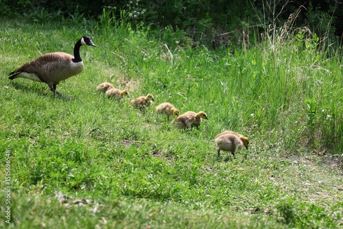 Canada goose with her goslings in green grass photo