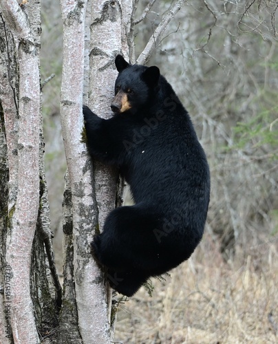 Black Bear Hugging a Tree photo