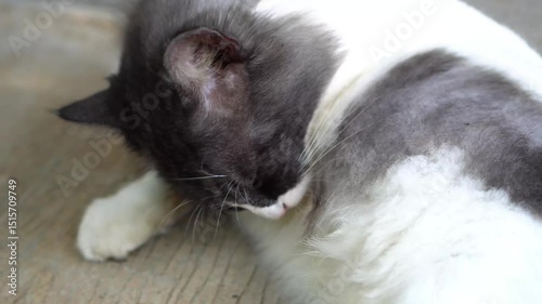 domestic cat carefully grooming long, fluffy fur white, sitting comfortable on floor