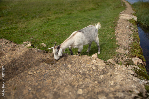 A baby goat drinks water from a small puddle on a rocky trail surrounded by grassy fields.