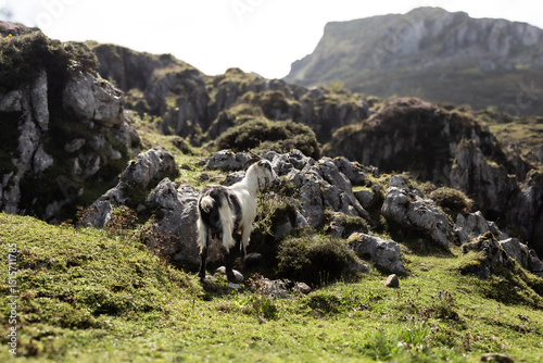Lone Goat on Rocky Terrain with High Cliffs