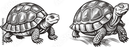 Two tortoises detailed ink drawings wildlife animals nature shell reptile land animals ink sketch black and white engraving monochrome vector illustration