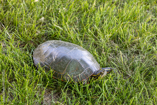 Full frame close up view of a North American native painted turtle (chrysemys picta) sitting on a grass lawn photo