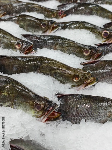 Fresh Fish Display on Ice in Market for Culinary Use and Recipes