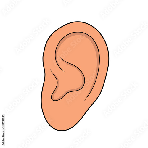 human ear  illustration
