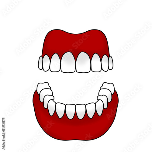 teeth ilustration 