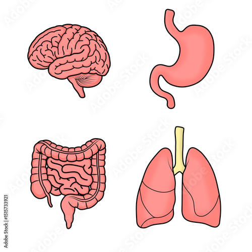 set internal organs 