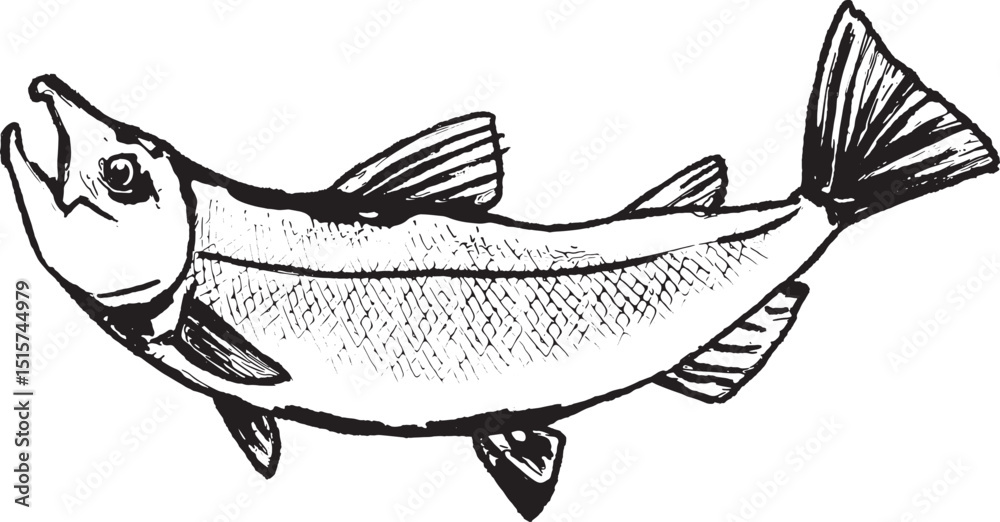 Φωτογραφία 鮭の線画イラスト