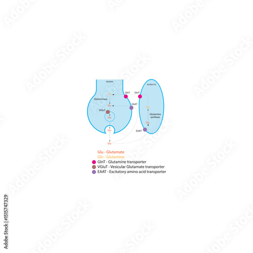 Transport of Glutamate and Glutamine Between Neurons and Astrocytes – Simple Neurotransmitter Cycle Diagram Illustration