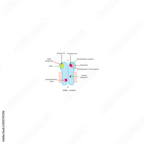 Main Sites of Drug Action on GABA A Receptor – Receptor and Modulatory Binding Sites, Agonists and Antagonists Illustrated. Simple schematic illustration.