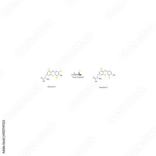 Conversion of Thyroxine T4 to Triiodothyronine T3 by Tissue 5-Iodinase – Structure and Deiodination Reaction. Simple schematic illustration, skeletal formula.