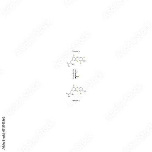 Conversion of Thyroxine T4 to Triiodothyronine T3 by Tissue 5-Iodinase – Structure and Deiodination Reaction. Simple schematic illustration, skeletal formula.