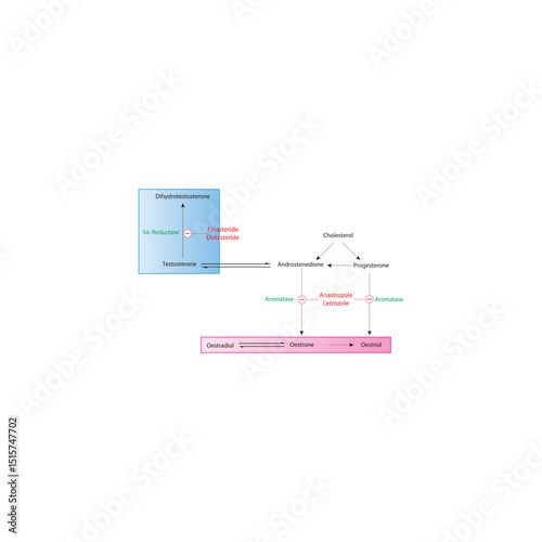 Biosynthetic Pathway of Androgens and Estrogens with Drug Action Sites: 5α-Reductase and Aromatase Inhibition. Simple schematic illustratiohn.