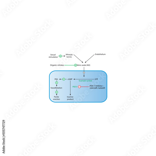 Mechanism of Phosphodiesterase V (PDE5) Inhibitors in Penile Erection and Interaction with Organic Nitrates. Simple schmeatic diagram illustration.